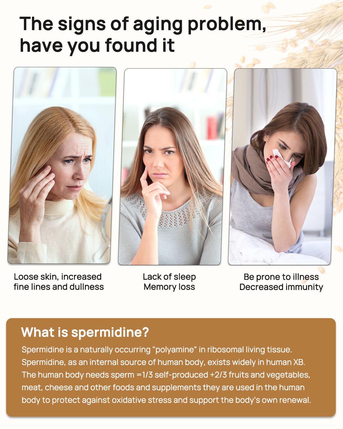Spermidine & Fisetin Supplement for Cell Renewal, Aging Defense & Longevity