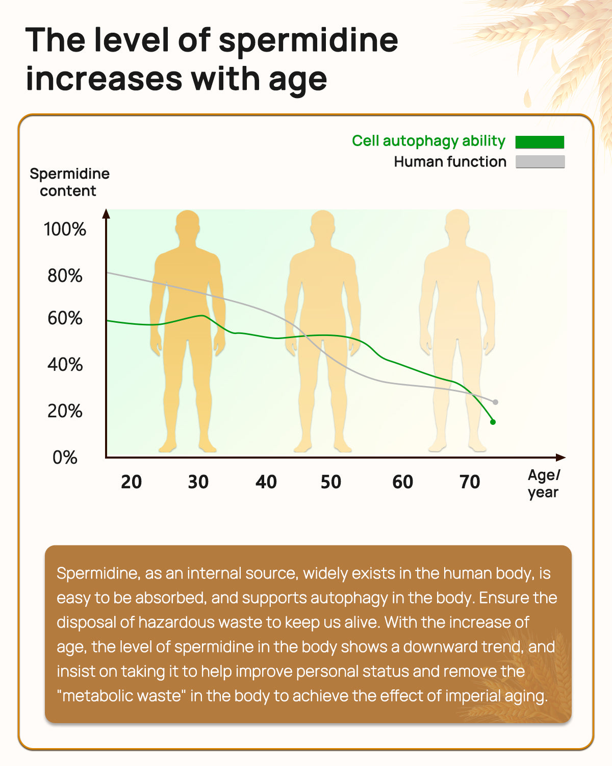 Spermidine & Fisetin Supplement